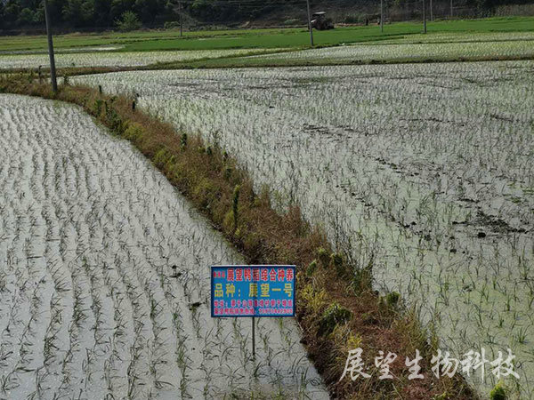 优质稻生产基地